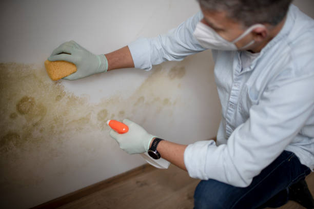 Best Basement Mold Removal  in Wyoming, PA